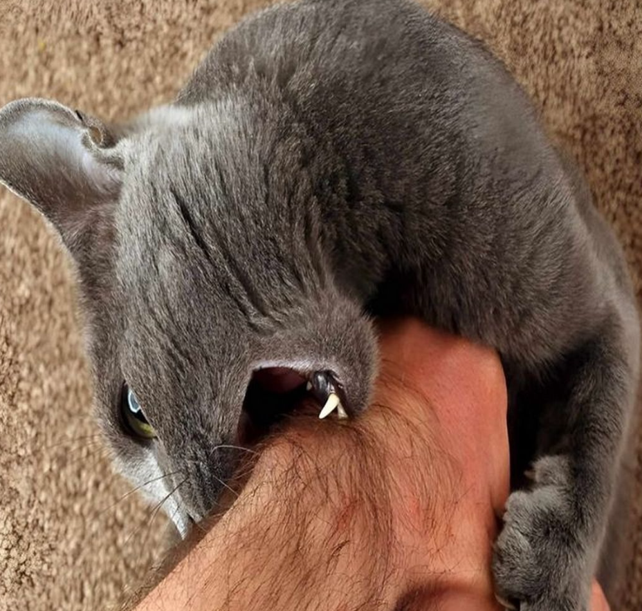 Why does your cat bite? Find out the causes and learn how to deal with it.