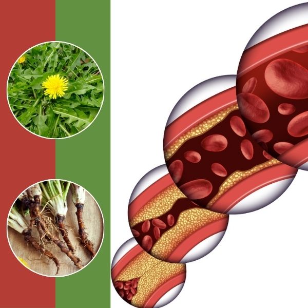 15 Surprising Benefits of Dandelion to Health