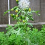 7 Reasons Herbalists Love Groundsel And Why You Should Too