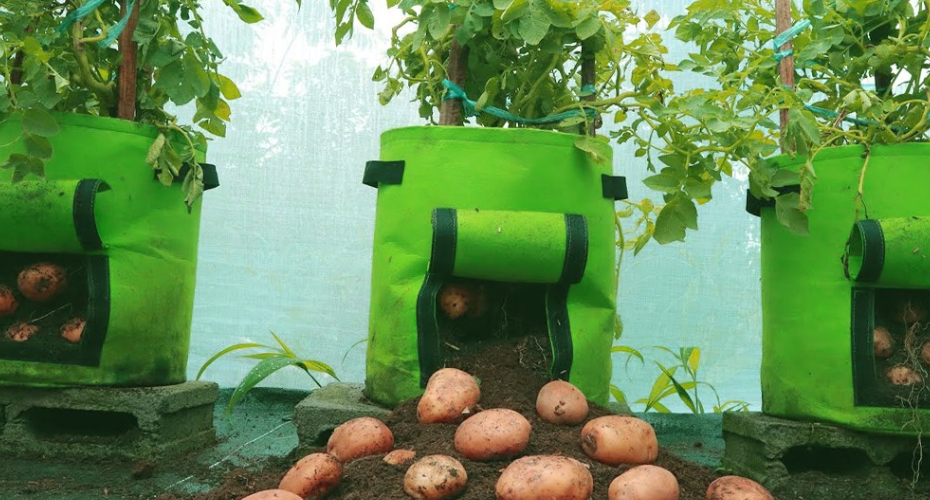 Growing potatoes in bags at home: A step-by-step guide
