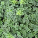 18 Reasons Why Oregano (Orégano Orejón) Should Be a Staple in Your Home