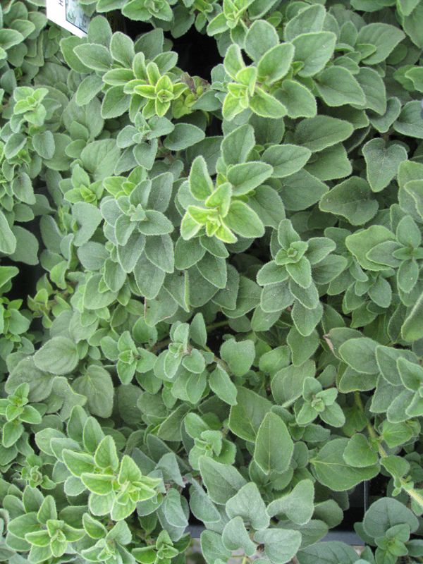 18 Reasons Why Oregano (Orégano Orejón) Should Be a Staple in Your Home