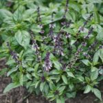 Don’t Discard the Flowers on Your Basil: Here are 8 Ways How to Use Them