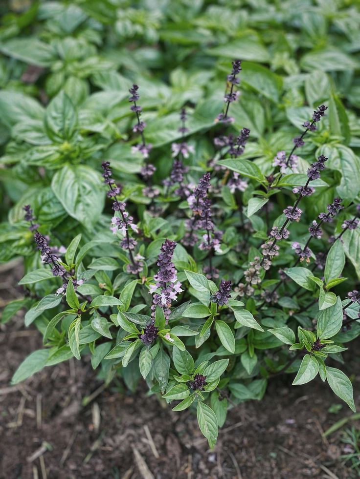 Don’t Discard the Flowers on Your Basil: Here are 8 Ways How to Use Them