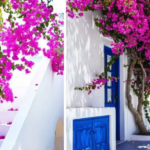 Bougainvillea: How to Grow It and When to Prune It for Splendid Blooms