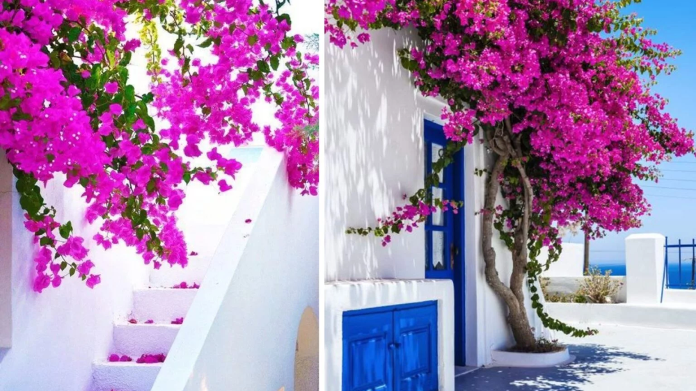 Bougainvillea: How to Grow It and When to Prune It for Splendid Blooms