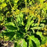 9 Reasons To Not Kill Broadleaf Plantain – A Powerful Medicinal Herb