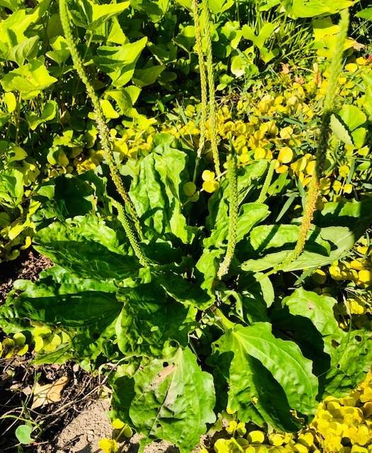 9 Reasons To Not Kill Broadleaf Plantain – A Powerful Medicinal Herb