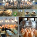 How to Build a Homemade Egg Incubator Using a Water Bottle