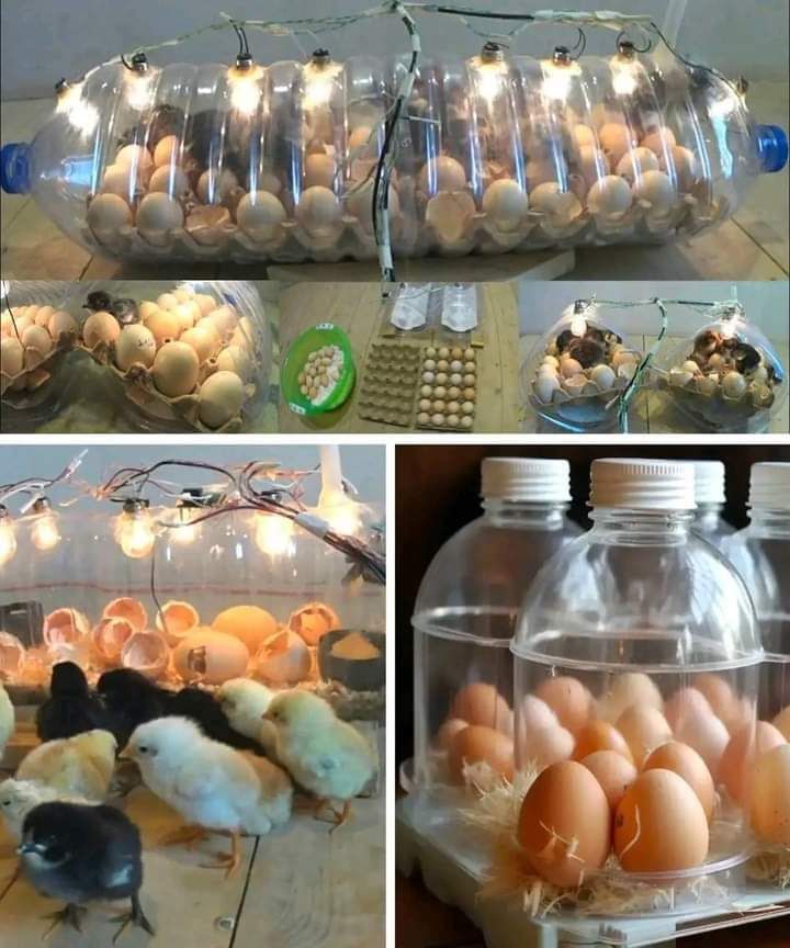 How to Build a Homemade Egg Incubator Using a Water Bottle