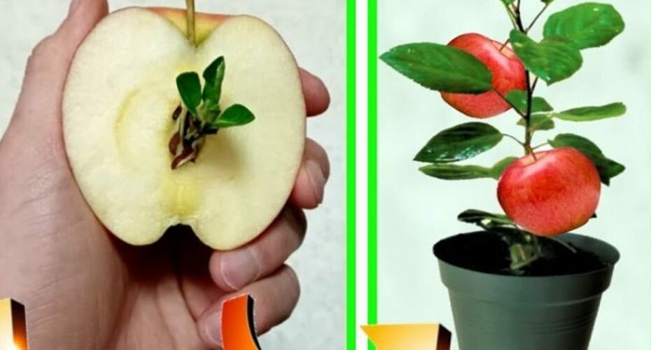 Apple plant: From seed to plant, how to grow it at home