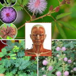 10 Health benefits and how to use Mimosa Pudica: 5 practical applications
