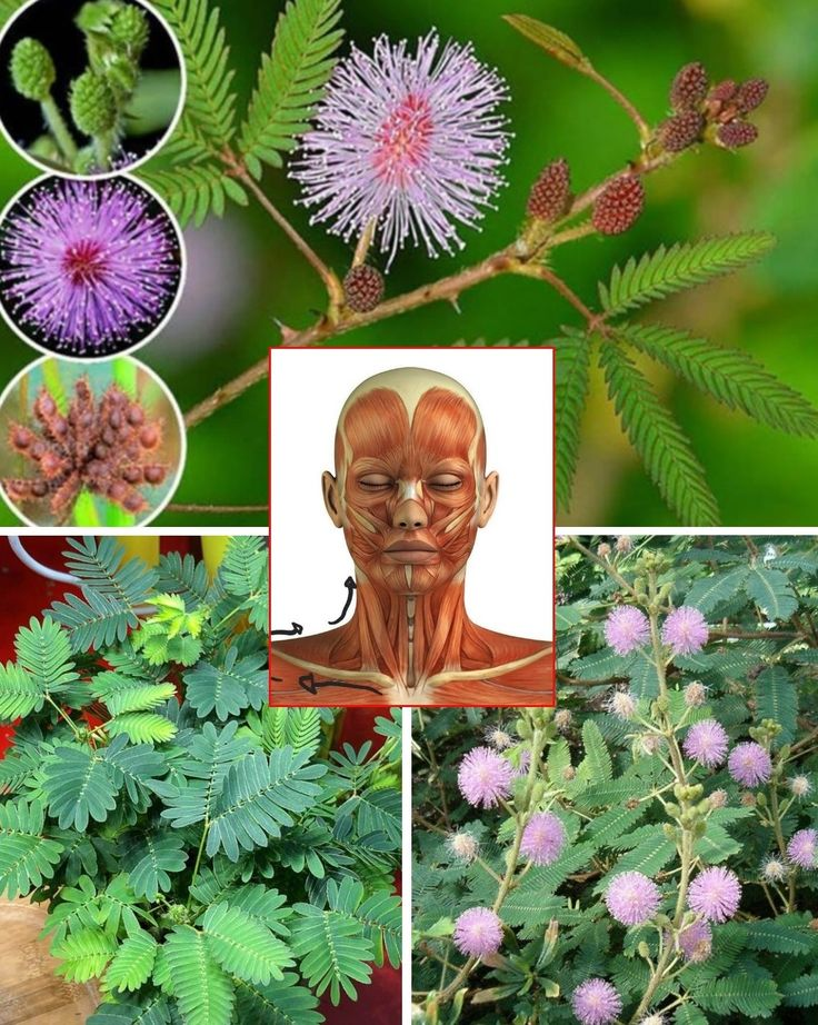 10 Health benefits and how to use Mimosa Pudica: 5 practical applications