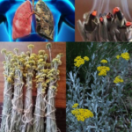 Impepho: The Sacred and Medicinal Herb of Africa 