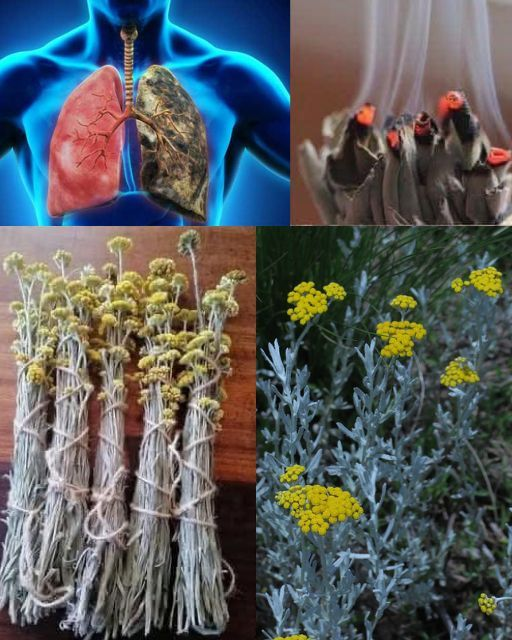 Impepho: The Sacred and Medicinal Herb of Africa 