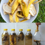 How To Make Homemade Banana Peel Fertilizer for Your Garden