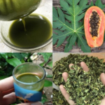 Discover the Incredible Benefits of Papaya Leaves