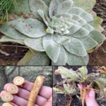Mullein: Benefits of Leaves, Flowers, and Roots. And How to Use It Properly