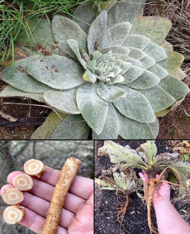Mullein: Benefits of Leaves, Flowers, and Roots. And How to Use It Properly