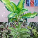 The benefits of kalanchoe and its care to incorporate it into our home