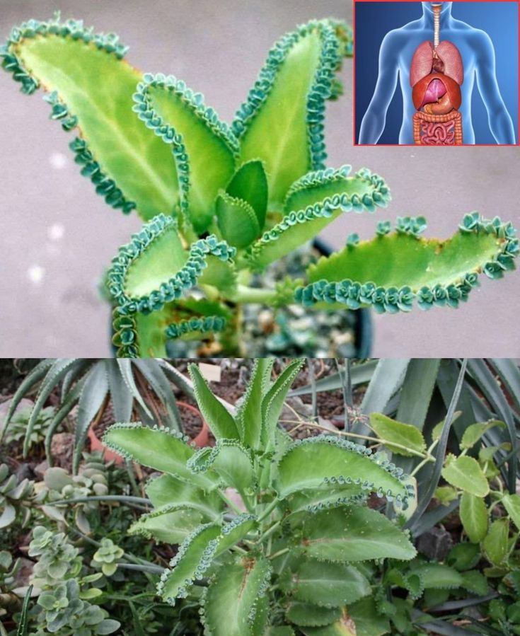 The benefits of kalanchoe and its care to incorporate it into our home