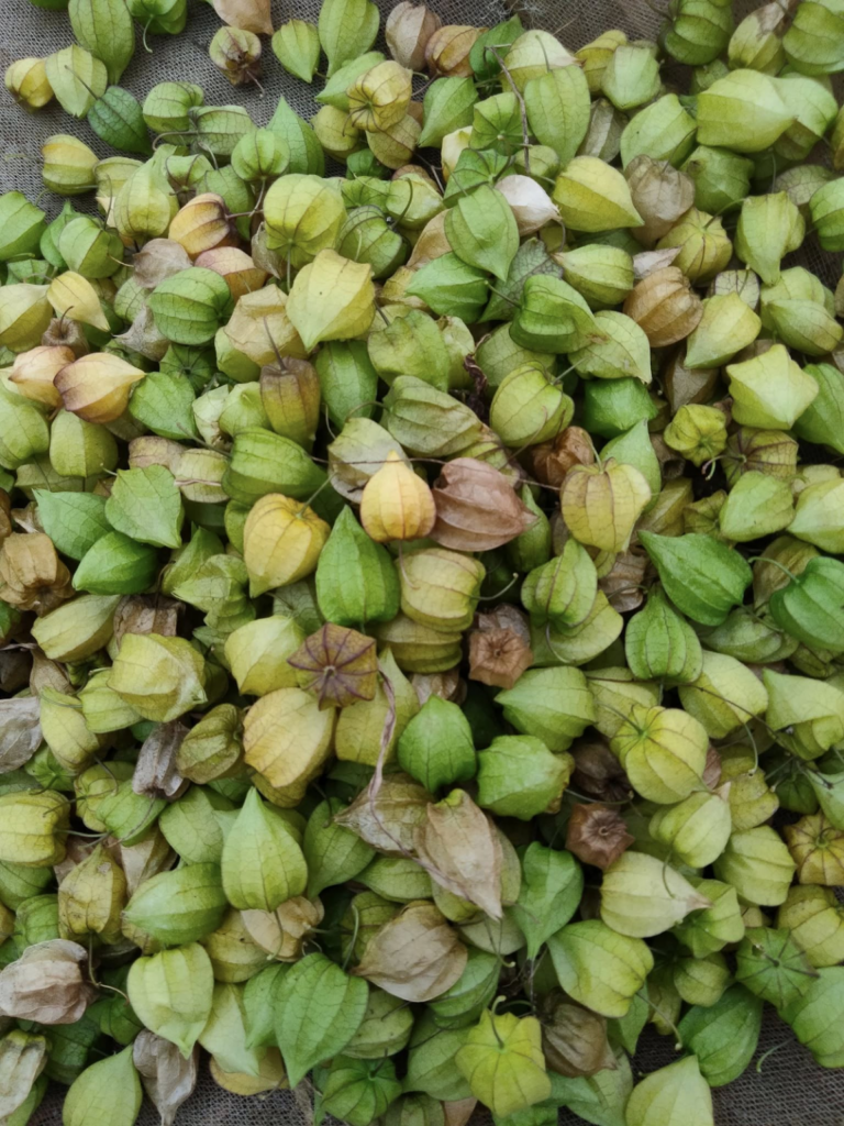 13 Ways to Use Physalis (Goldenberry) to Treat Ailments