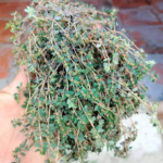 The Health Benefits of Euphorbia Thymifolia: A Powerful Yet Overlooked Herb 