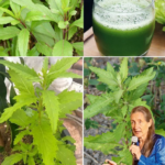 Mastruz: The Natural Super Herb That Can Transform Your Health