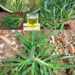 Crabgrass: The Unexpected Backyard Plant with Remarkable Health Benefits