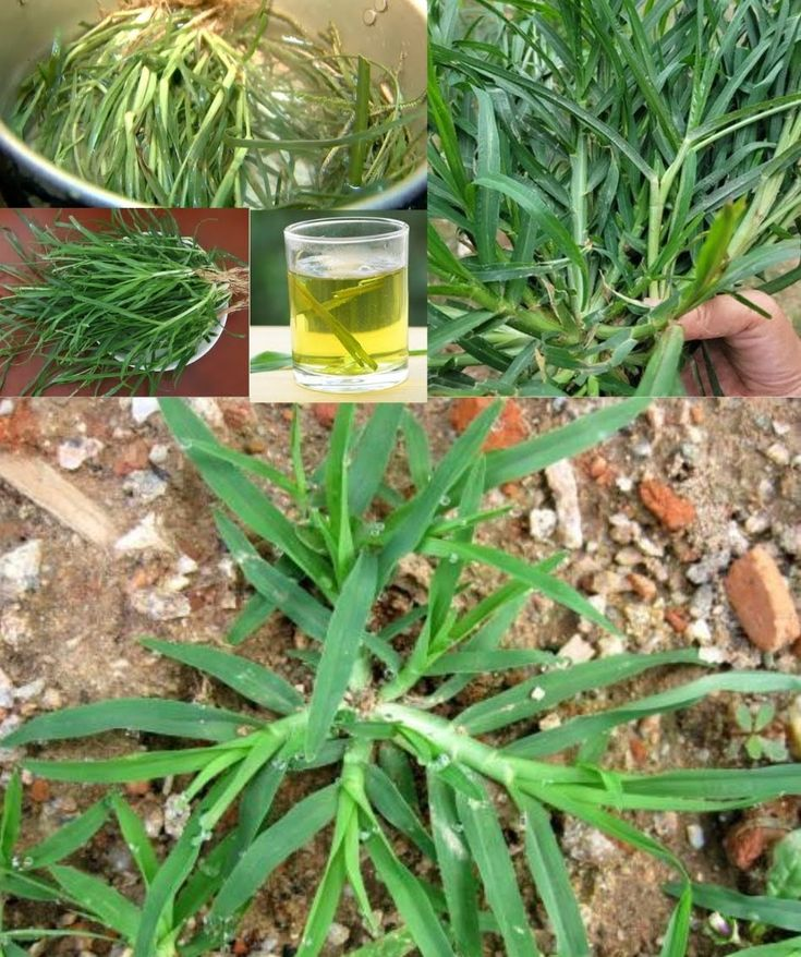 Crabgrass: The Unexpected Backyard Plant with Remarkable Health Benefits