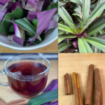 The Incredible Health Benefits of Purple Maguey Plant and How to Prepare It