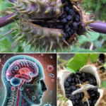The Datura Genus: A Beautiful but Deadly Plant You Should Avoid