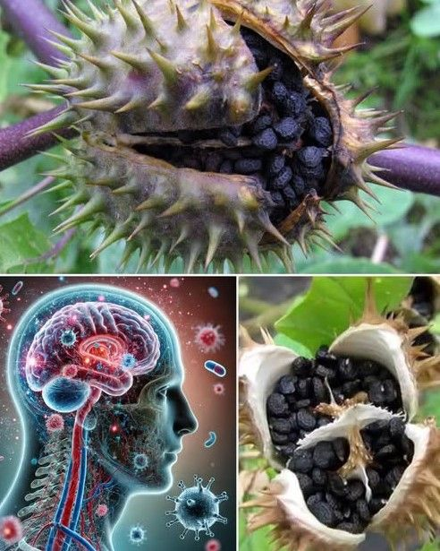 The Datura Genus: A Beautiful but Deadly Plant You Should Avoid