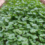 Unlocking the Power of Gotu Kola Leaves. And How to make Gotu Kola tea