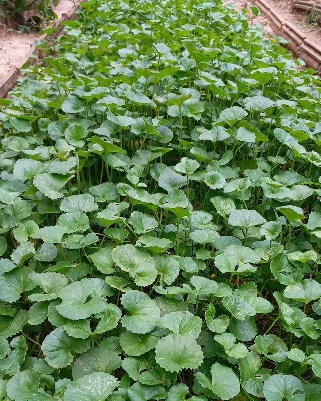 Unlocking the Power of Gotu Kola Leaves. And How to make Gotu Kola tea