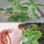 The Stone Breaker Plant: Nature’s Remedy for Kidney Stones