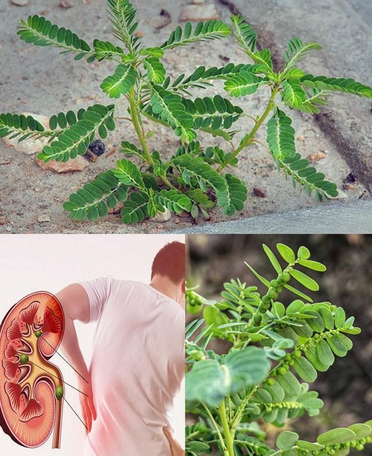 The Stone Breaker Plant: Nature’s Remedy for Kidney Stones