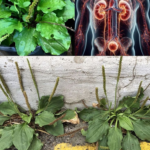 The Health Benefits and Uses of Broadleaf Plantain (Plantago major)