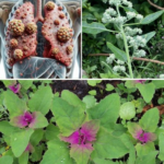 Discover the Power of Lamb’s Quarters: A Superfood You Shouldn’t Ignore