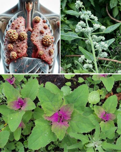 Discover the Power of Lamb’s Quarters: A Superfood You Shouldn’t Ignore