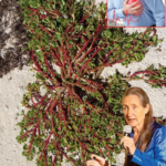 The Benefits of Purslane and How to Use It Properly