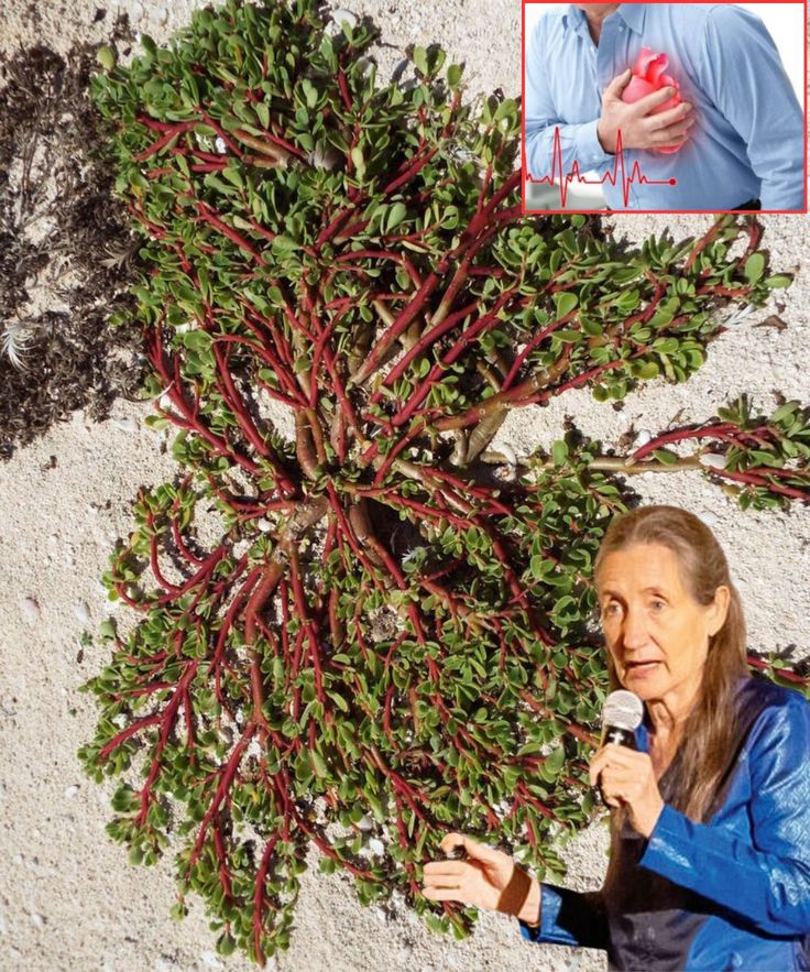 The Benefits of Purslane and How to Use It Properly