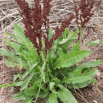 Unlock the Health Benefits of Docks (Rumex): A Natural Wellness Booster