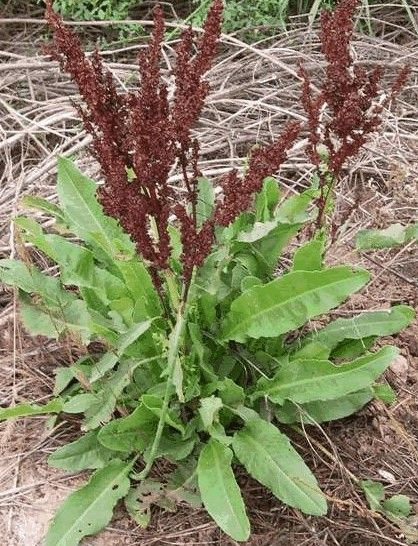 Unlock the Health Benefits of Docks (Rumex): A Natural Wellness Booster