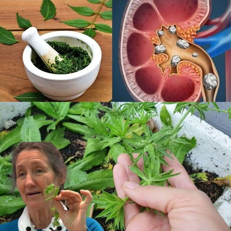 Culantro: A Natural Treasure in Your Garden