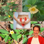 Sida Acuta: The Powerful Herb You Never Knew You Needed