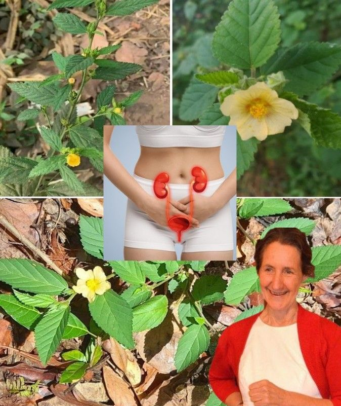 Sida Acuta: The Powerful Herb You Never Knew You Needed