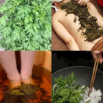 The Power of Mugwort Leaves: A Natural Remedy for Over 10 Diseases