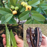 Guava Leaf, Aidan Fruit, and Okra: Natural Boosters for Ovulation