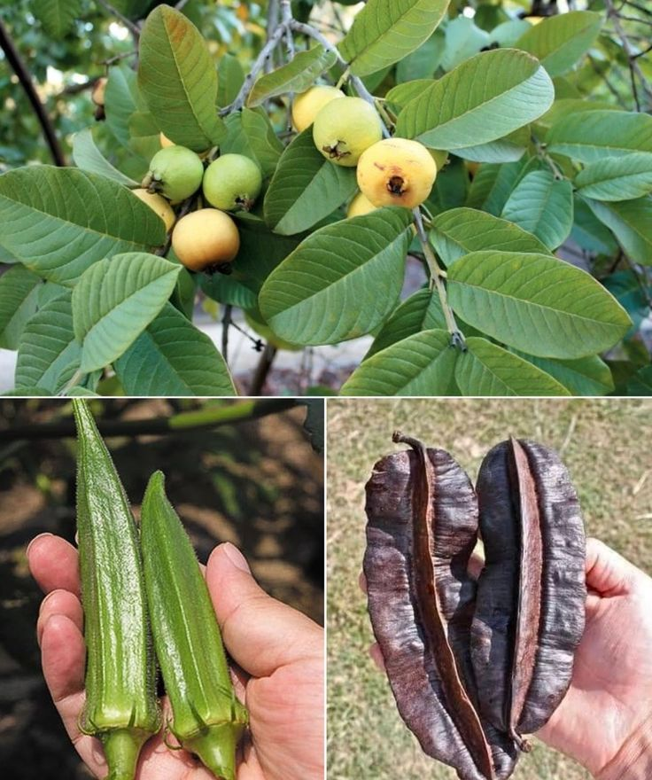 Guava Leaf, Aidan Fruit, and Okra: Natural Boosters for Ovulation